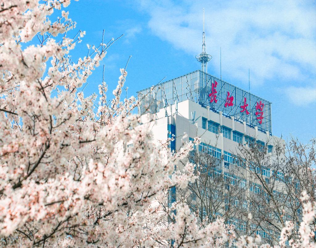 樱花映主教