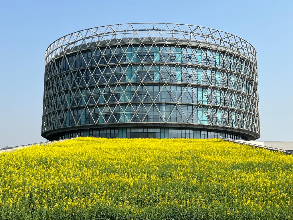 图书馆前油菜花